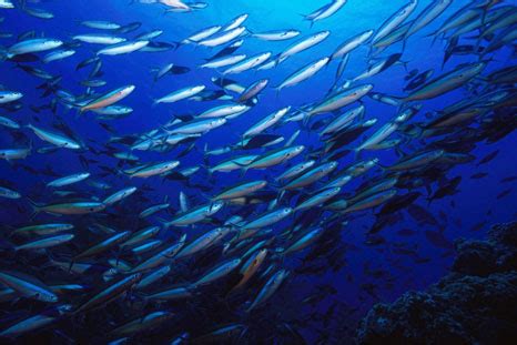 fish migration|Exploring Fish Migration: Crossing Oceans And Seas.